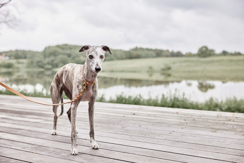 Robin Dog Collar Natural 8