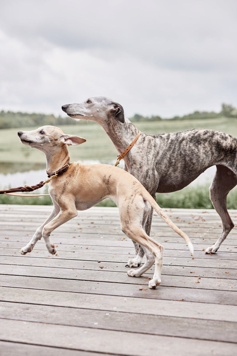 Robin Dog Collar Choko 8