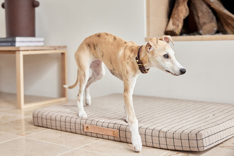 Robin Dog Collar Choko 5