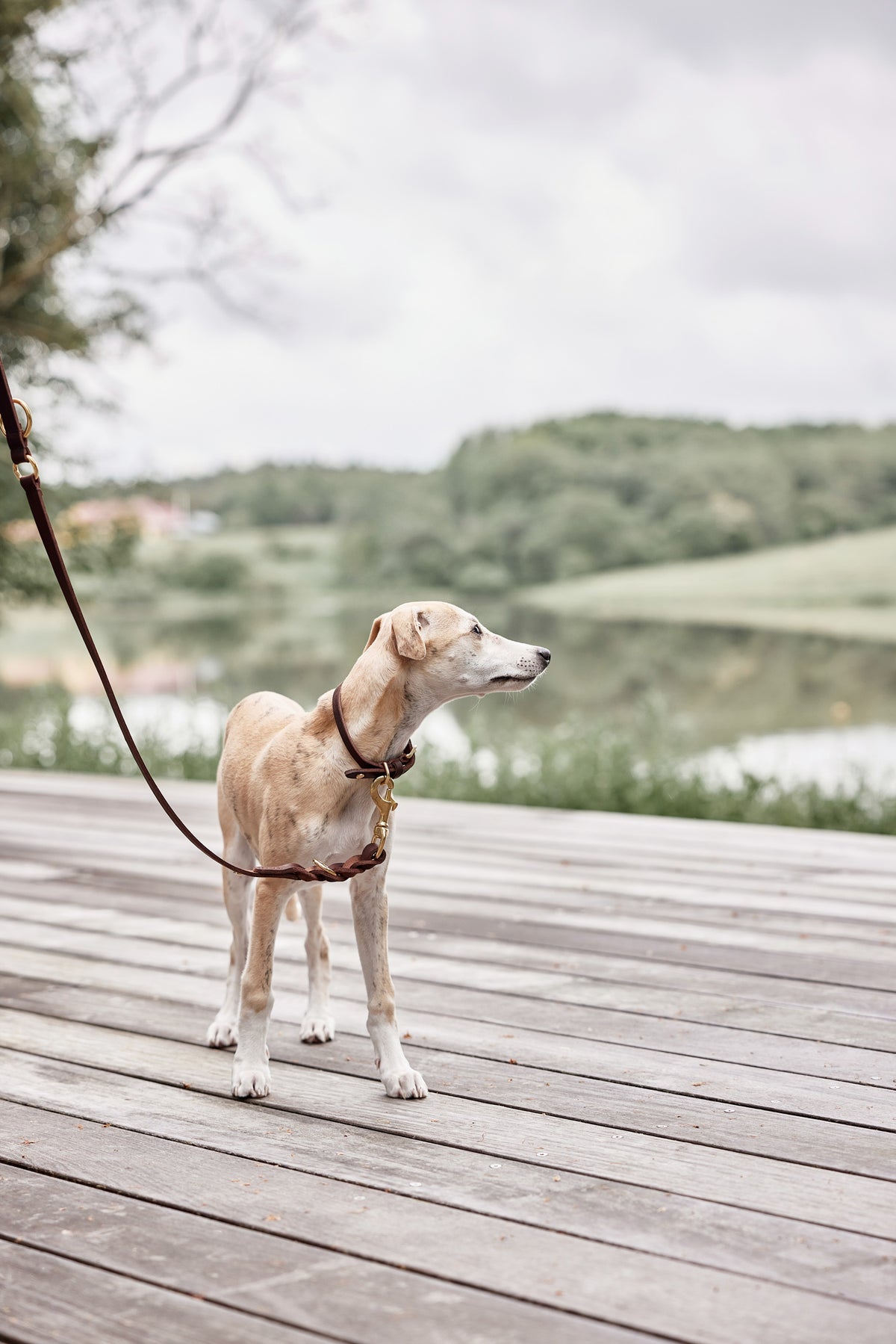 Dogs and horses rolled leather collar best sale